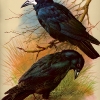 S4-BasilEde001-RockCrowAndCarrionCrow