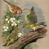 S4-BasilEde006-LinnetAndGreenfinch