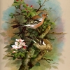 S4-BasilEde009-Chaffinch