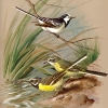 S4-BasilEde012-PiedWagtailAndGreyWagtail