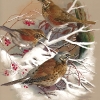 S4-BasilEde020-RedwingAndFieldfare